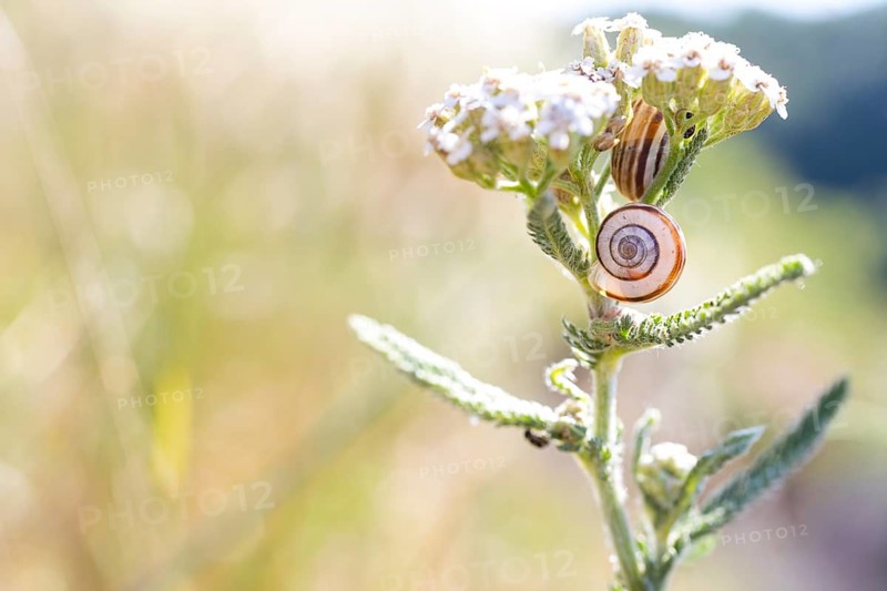 2 snail shells on a yarrow (Achillea) flower, Bavaria, Germany