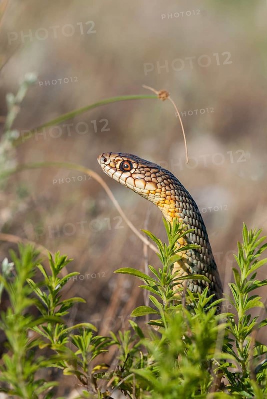 Dolichophis Caspius, European Whip Snake, Caspian Snake, Caspian Snake, Caspian Wrath Snake, Critters, Greece, high size, portrait format, reptilia, reptiles, snakes, snakes