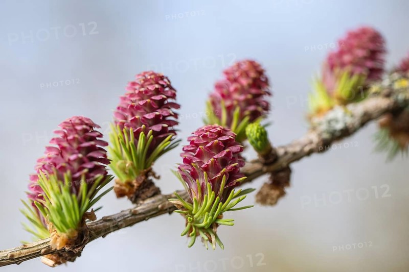 Larch (Larix decidua), blossoms, Emsland, Lower Saxony, Germany