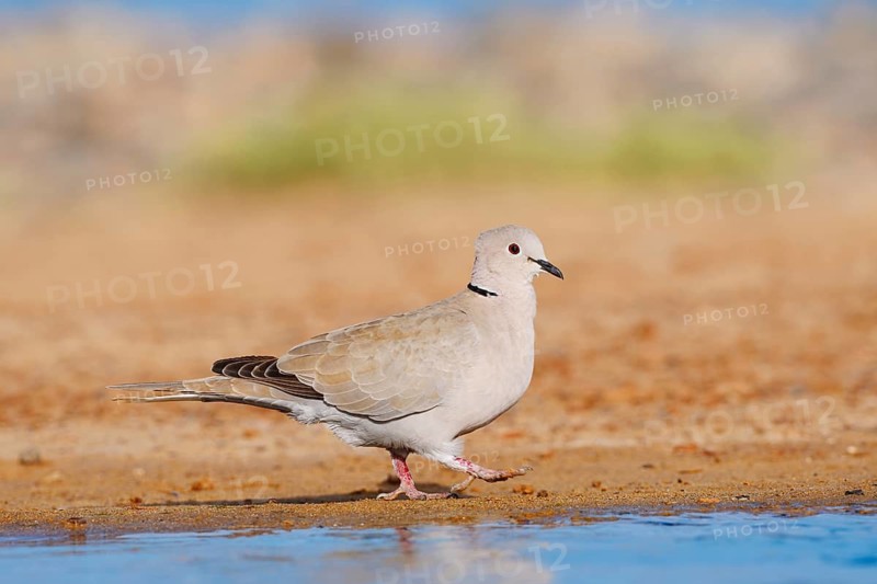 Eurasian Collared Dove (Streptopelia decaocto), Fuerteventura, Canary Islands, Spain