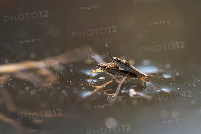 Gerris spec., heteroptera, water striders, water cutters, insects, copula, mating, mating, bugs