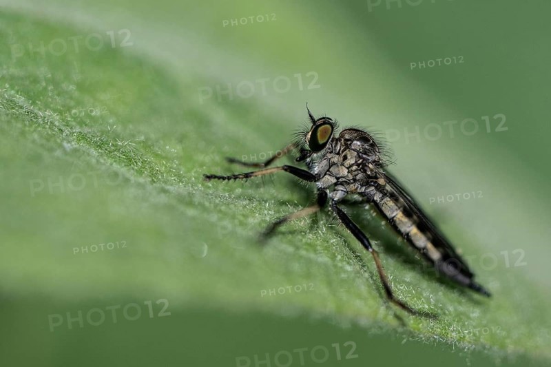 Tolmerus atricapillus (Tolmerus atricapillus), Emsland, Lower Saxony, Germany