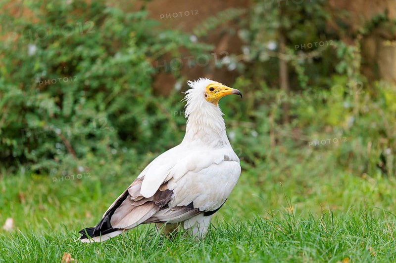 A Egyptian vulture (Neophron percnopterus) stands in green grass close to a carcass after feeding on it. Iberian Peninsula, North Africa, West Asia and India