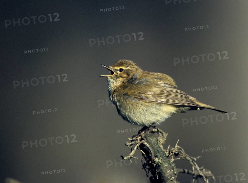 Chiffchaff, phylloscopus collybita, zilpzalp, birds, song, passeri, singing, songbirds, birds