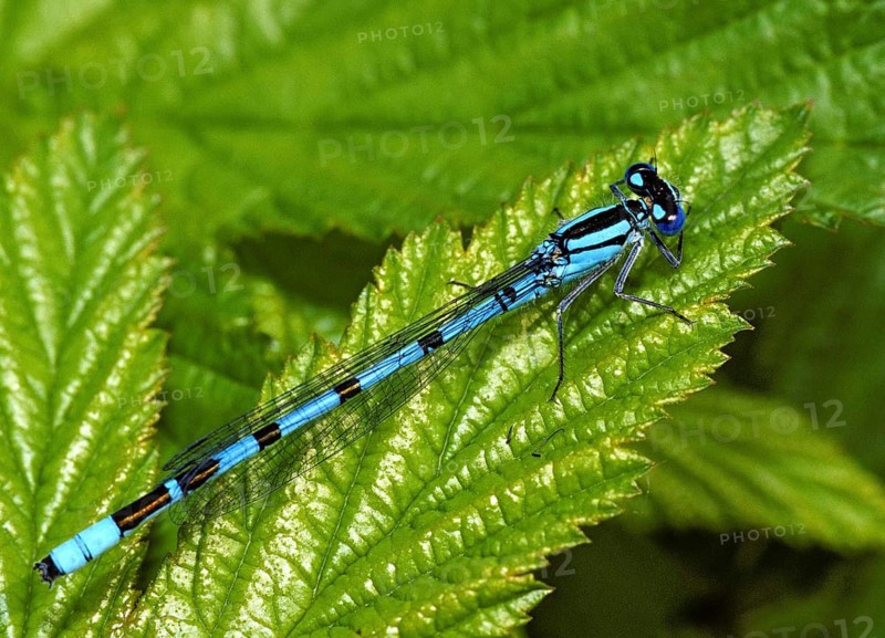 Cub azure maiden, common blue damselfly, enallagma cyathigerum, northern flower, damselflies, dragonflies, insects, leo, dragonflies, male, odonata, zygoptera