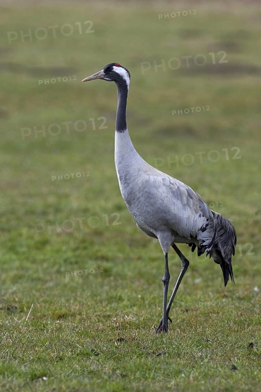 Common Crane (Grus grus), Mecklenburg-Western Pomerania, Germany