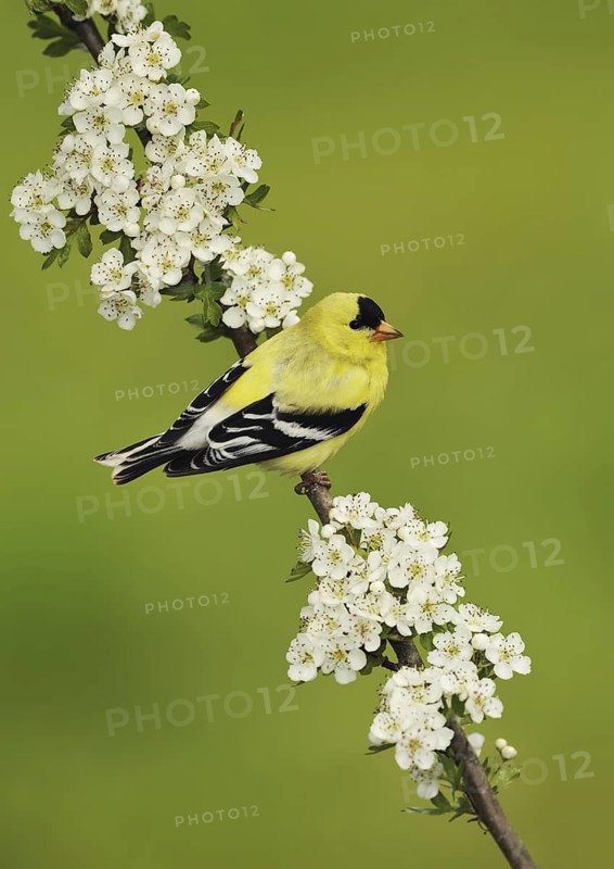 American Goldfinch (Spinus tristis) male, British Columbia, Canada