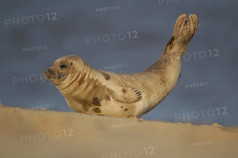 Common or Harbor or Harbour seal (Phoca vitulina) adult marine animal moving across the sand of a beach, England, United Kingdom