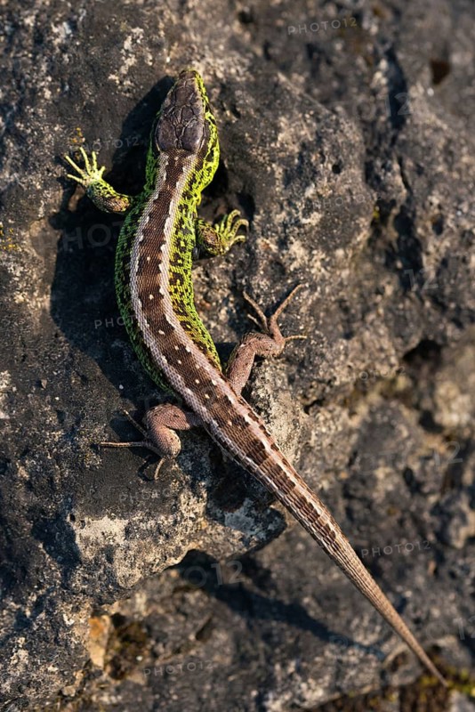 Lacerta agilis, sand lizard, sand lizard, critters, lizards, lizards, high size, portrait format, reptiles, lizards, male, reptilia, reptiles