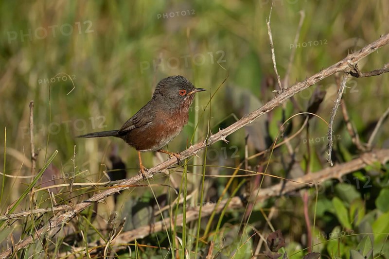 Dartford warbler (Sylvia undata) adult male bird on a bramble plant branch, Suffolk, England, United Kingdom