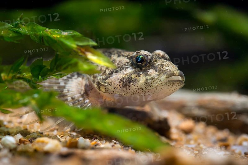 Bullhead, Cottus Gobio, European Bullhead, Millers Thumb, Mühlkoppe, Westgroppe, Common Bullhead, Fish, Fishes, Rivers, Freshwater Sculpin, Pisces