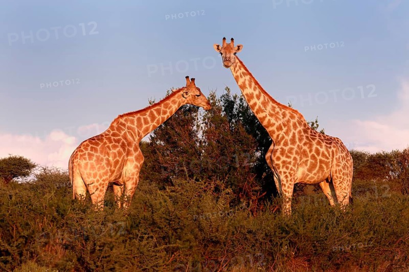 Cape giraffe (Giraffa camelopardalis giraffa), adult, two, foraging, feeding, Mokala National Park, Northern Cape, South Africa
