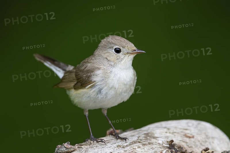 Red-breasted Flycatcher (Ficedula parva) juvenile, Hungary