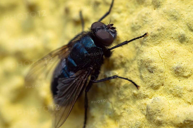 Close-up of a fly (Brachycera) on a yellow surface, Ternitz, Lower Austria, Austria