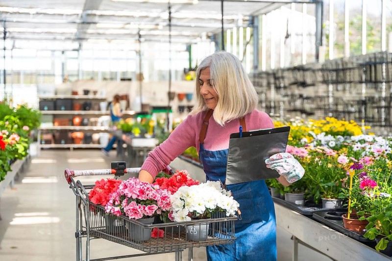Mature woman wearing an apron and gardening gloves pushing a shopping cart filled with colorful blooming flowers while checking her list on a clipboard in a bright plant nursery greenhouse
