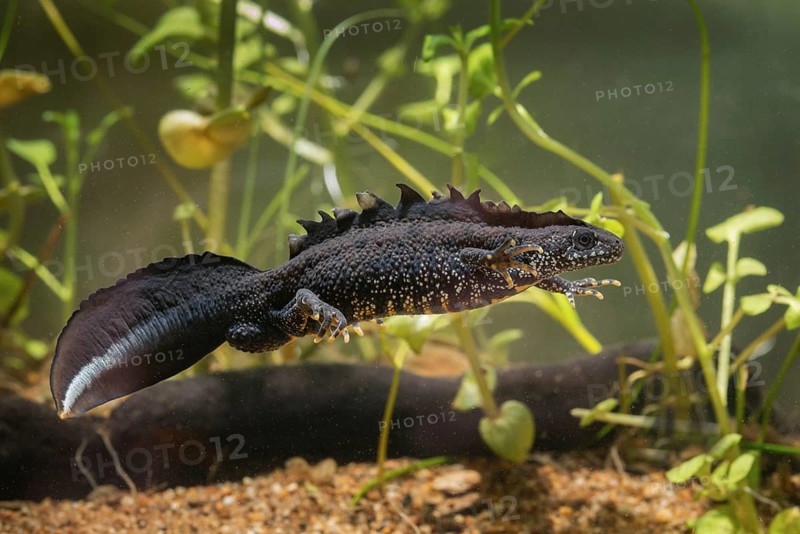 Great crested newt, crested newt, northern crested newt, Triturus cristatus, amphibians, amphibians, amphibians, amphibians, amphibians, male, newt, northern crested newt, warty newt