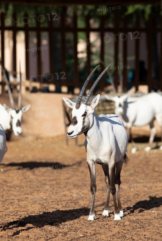 Arabian oryx (Oryx leucoryx) in the Arabian Oryx Camp, Wahiba Sands desert or Rimal Al Wahiba or Sharqiyya Sands, Janub ash-Sharqiyya region, Oman