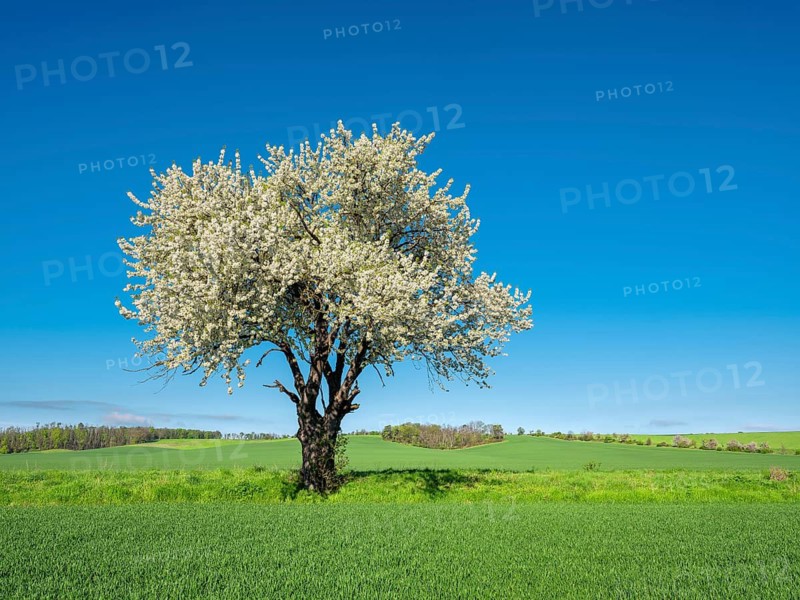 Field landscape in spring, large blooming cherry tree in a green field, near Freyburg, Saxony-Anhalt, Germany