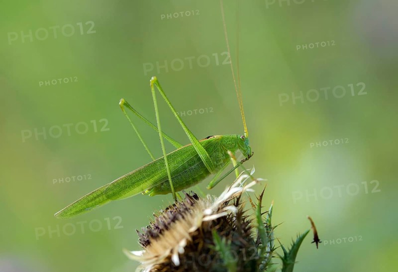 Common sickle scare, grasshoppers, Phaneroptera falcata, sickle scare, ensifera, grasshoppers, grasshoppers, insects, insects, long-feeler scare, sickle-bearing bush cricket