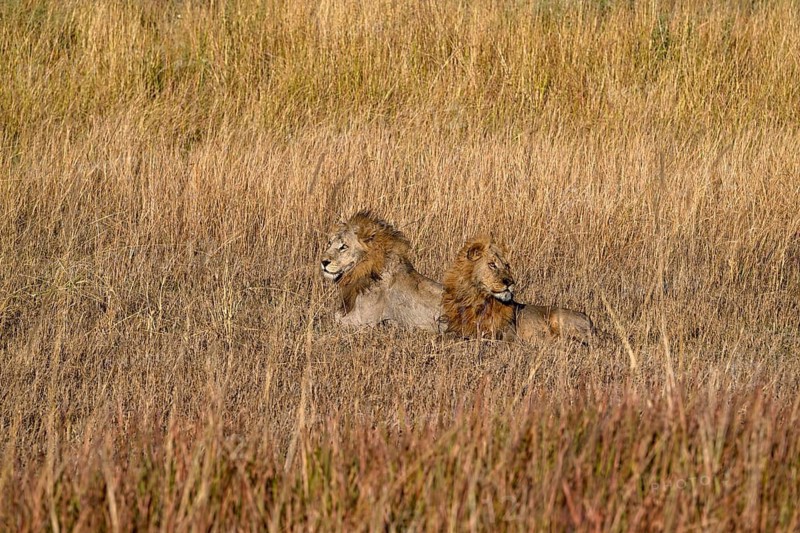 Two male lions (Panthera leo) in the southern part of the Okavango Delta near Atzaró Camp, North-West District, Botswana