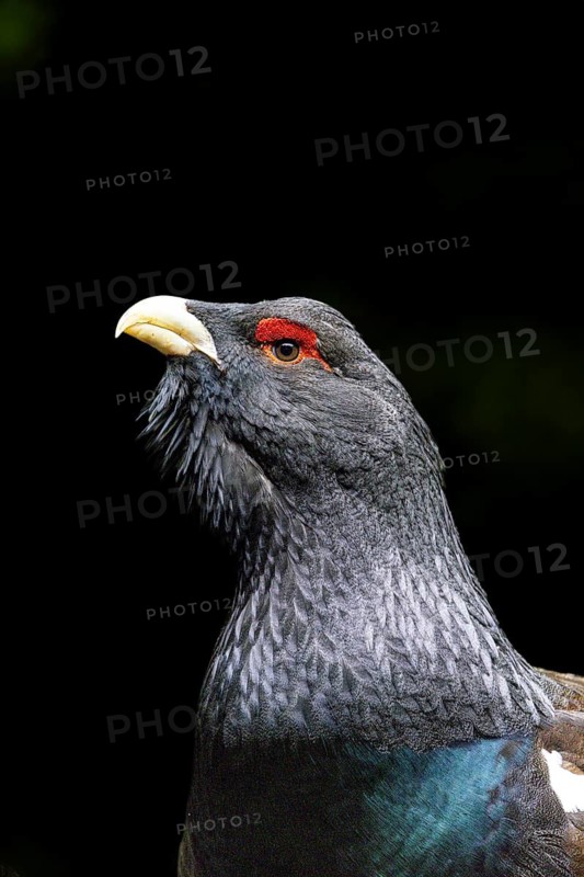 Portrait of a bird with a red eye patch and blue-grey plumage against a dark background, capercaillie (Tetrao urogallus), animal portrait, mating season, Black Forest, Baden-Württemberg, Germany