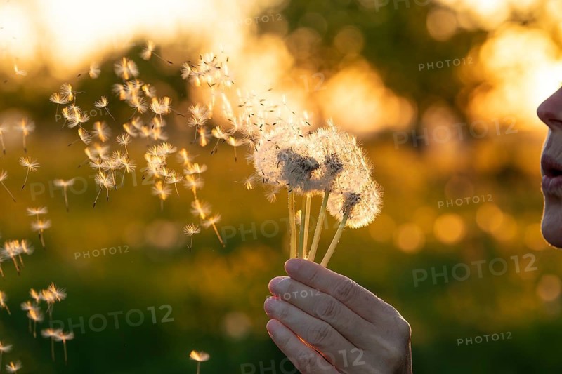 Young woman blowing dandelion seeds into the air during a golden sunset in a meadow. Dreamy atmosphere and warm backlight in nature