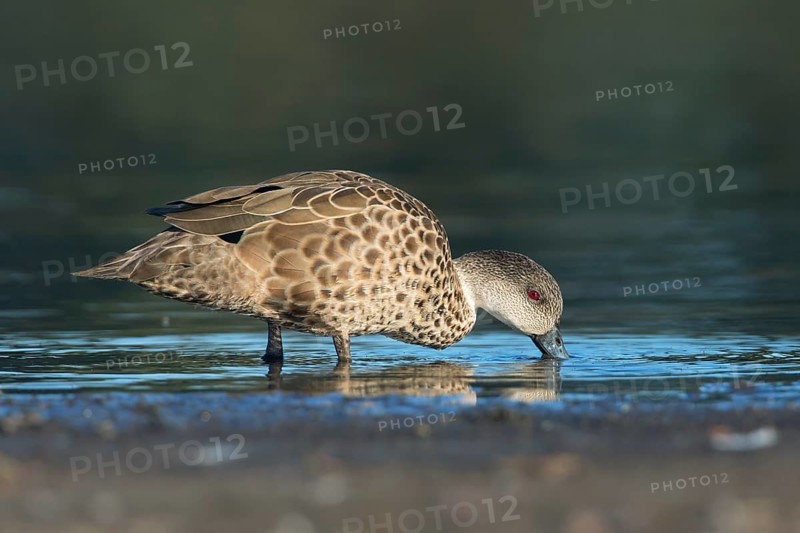 Grey Teal (Anas gracilis), Victoria, Australia