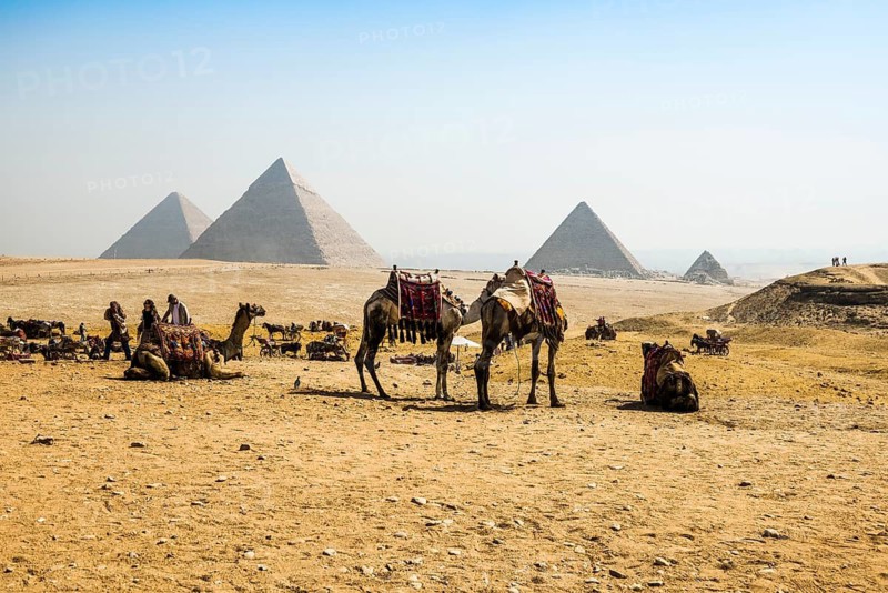 Camels and pyramids, Giza pyramids, UNESCO World Heritage Site, Giza, Cairo, Egypt