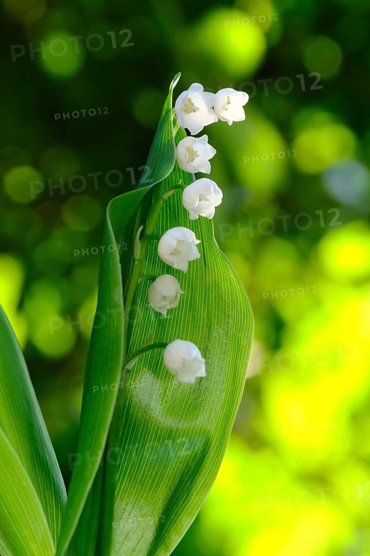European lily of the valley (Convallaria majalis), plant, flower, blossoms