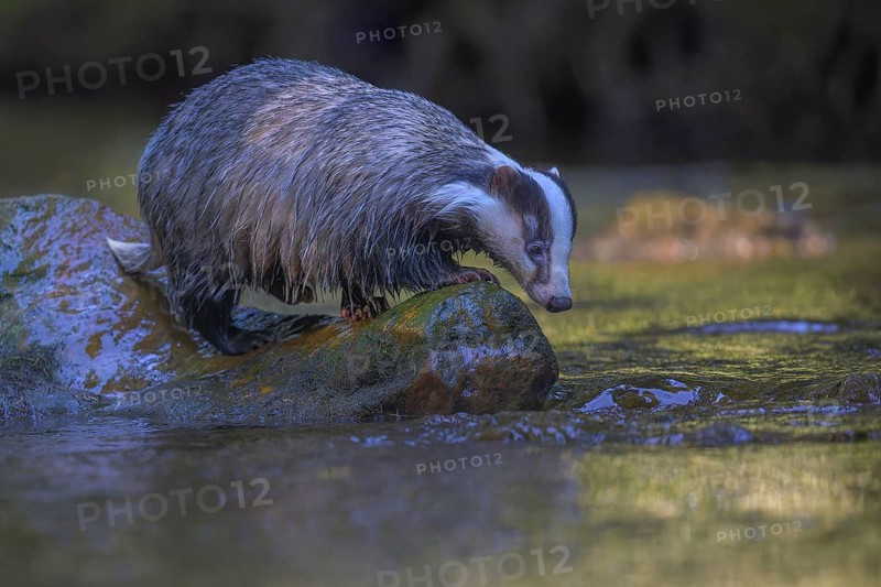European badger (Meles meles), sitting on a stone in a stream in the last light, deciduous tree is reflected in the water, Swabian Alb biosphere reserve, Baden-Württemberg, Germany