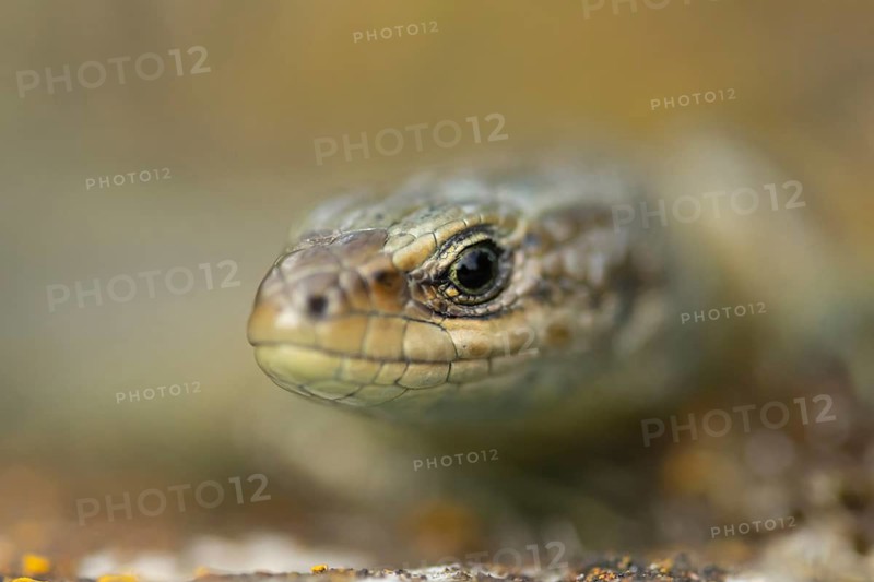 Common lizard (Zootoca vivipara) adult reptile animal resting on a wooden sleeper, England, United Kingdom