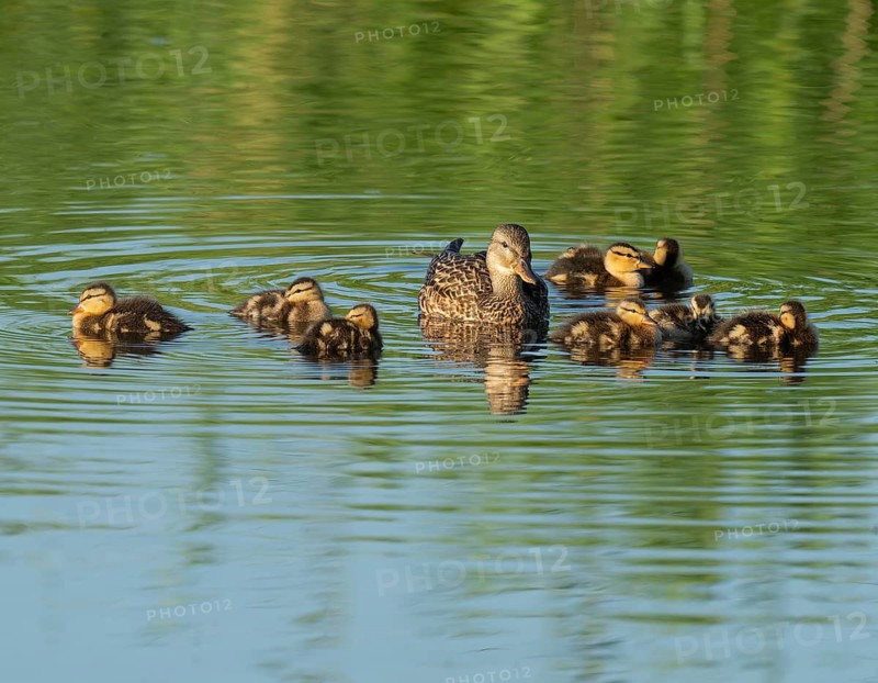 Mallard (Anas platyrhynchos) female and young birds swimming on a lake, blue water, Lower Saxony, Germany