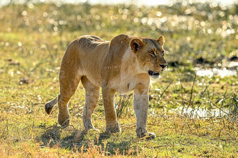 A lioness (Panthera leo) by the water near Atzaró Camp, Okavango Delta, North-West District, Botswana
