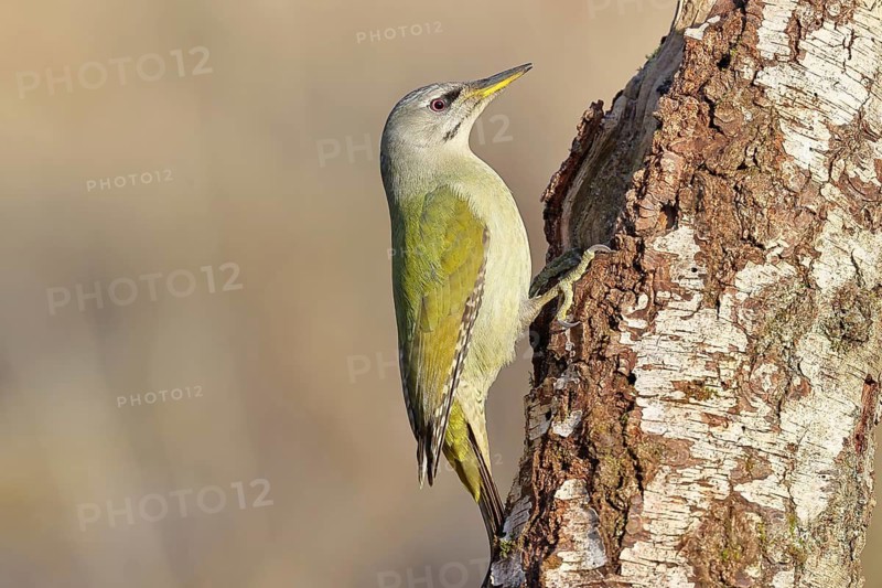 Grey-headed Woodpecker (Picus canus), a male perched on the trunk of a grey birch (Betula populifolia) whilst foraging, wildlife, woodpeckers, birds, nature photography, Wilnsdorf, North Rhine-Westphalia, Germany