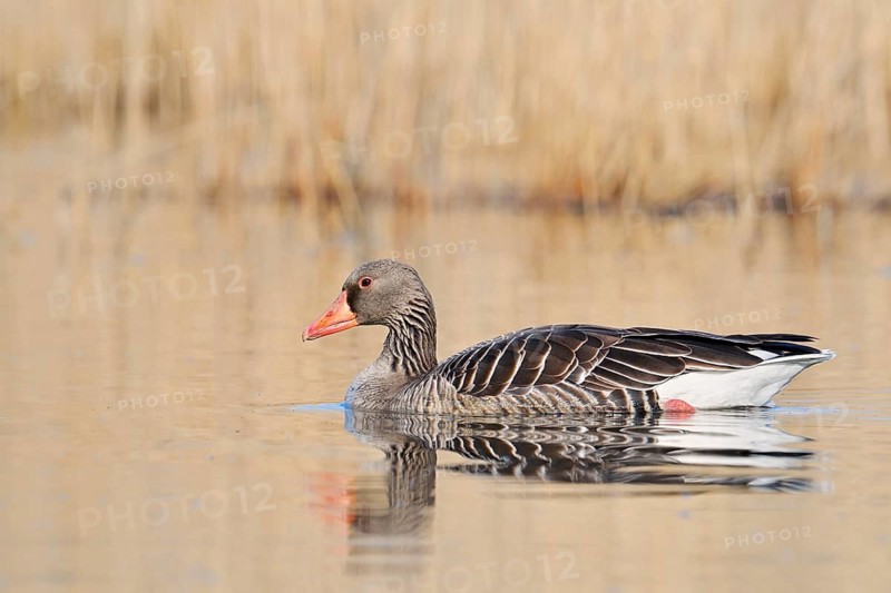 Greylag goose (Anser anser), swimming, North Rhine-Westphalia, Germany