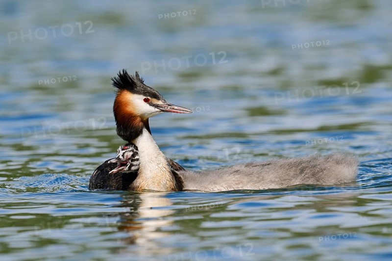 Great Crested Grebe (Podiceps cristatus) with a chick, North Rhine-Westphalia, Germany