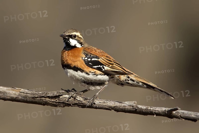 Chestnut-breasted Quail-thrush (Cinclosoma castaneothorax) male, Queensland, Australia