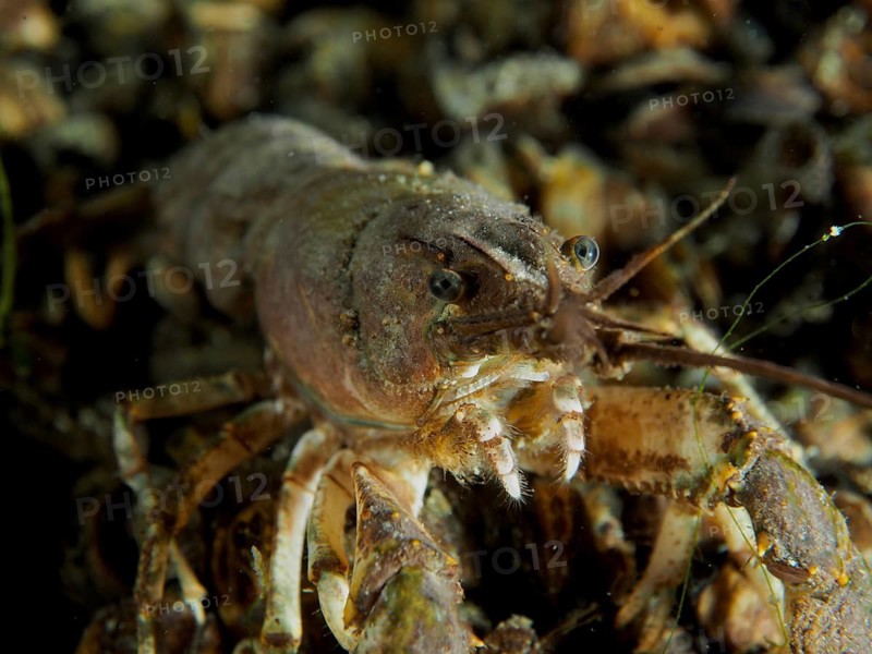 Close-up of a crayfish (Faxonius limosus) American crayfish, invasive species, dive site Wildsau, Berlingen, Lake Constance, Switzerland, Germany