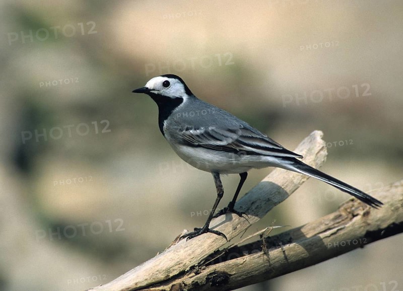 Wagtail, Motacilla Alba, White Wagtail, Birds, Leo, Passeri, Songbirds, Birds