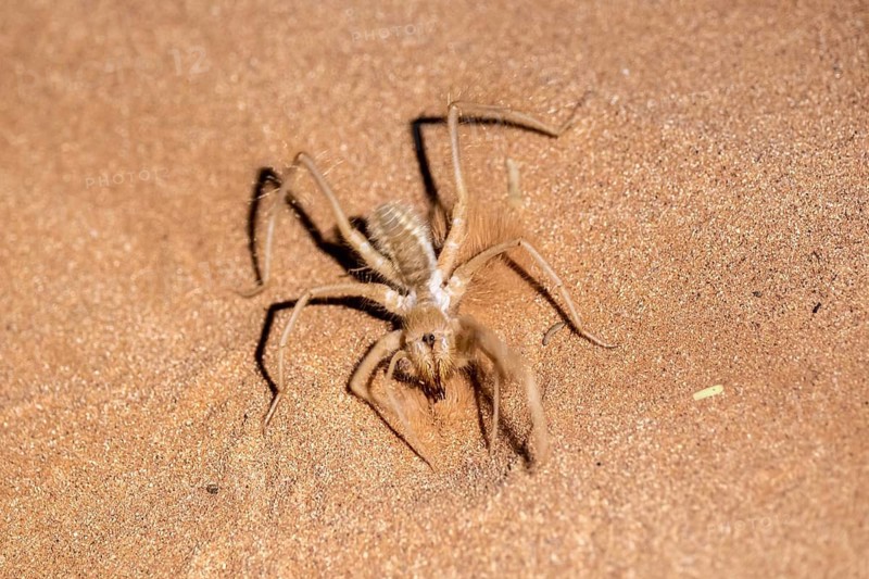 Roller spider (Solifugae or Solpugida) in the sand, Namib Desert, Namib Naukluft Park, Namibia