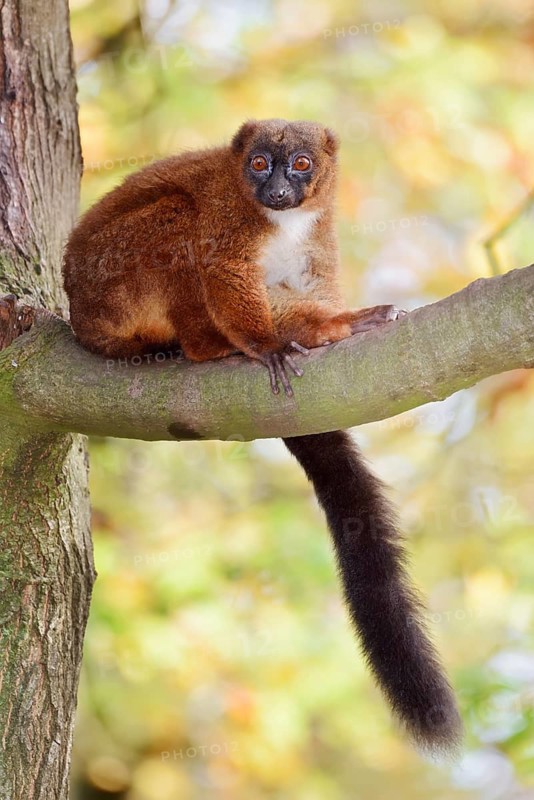 Red-bellied lemur (Eulemur rubriventer), female perched on a branch, in captivity, found in Madagascar