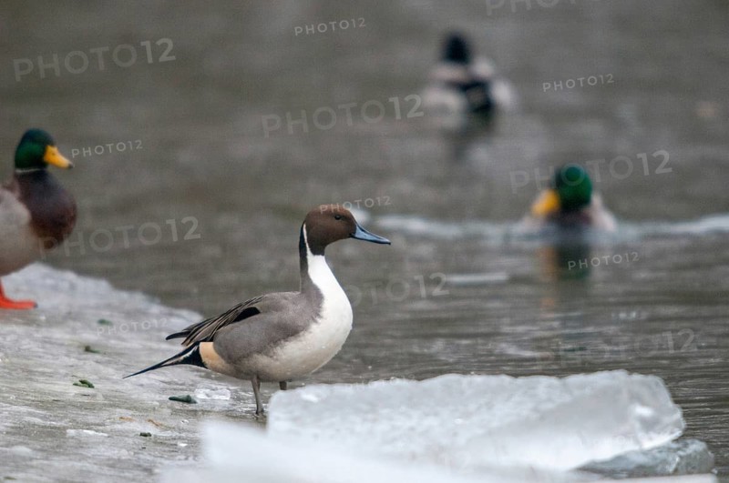 Anas acuta, pintail, pintail, anatidae, birds, ducks, ice, ducks, ducks, ice, male, birds, waterbirds, waterbirds, winter