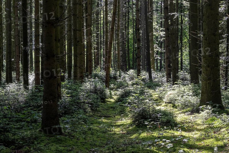 Light in the forest, Emsland, Lower Saxony, Germany