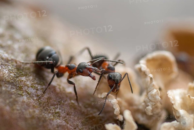 Black-backed meadow ant, Formica pratensis, large meadow ant, hymenoptera, reddish brown meadow forest ant, insects