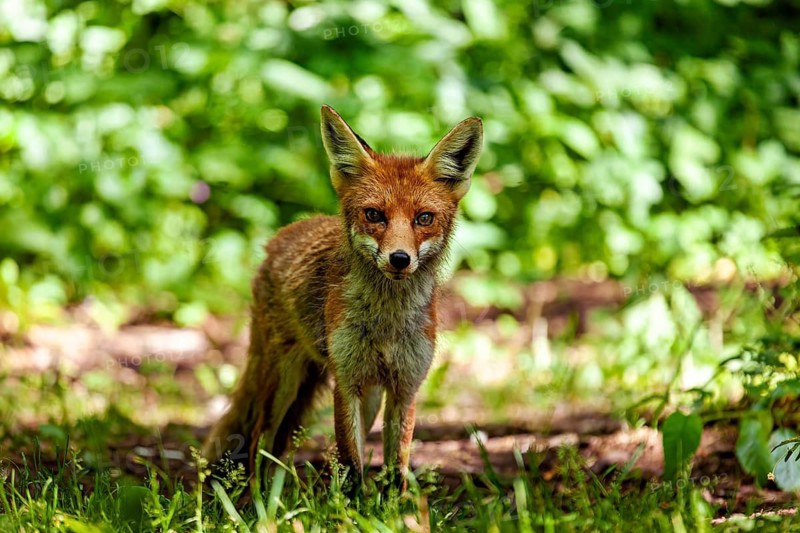 A fox stands alert in the green forest, surrounded by dense vegetation. A red fox in the Hainich near Mühlhausen, Thuringia, Germany (Vulpes vulpes)