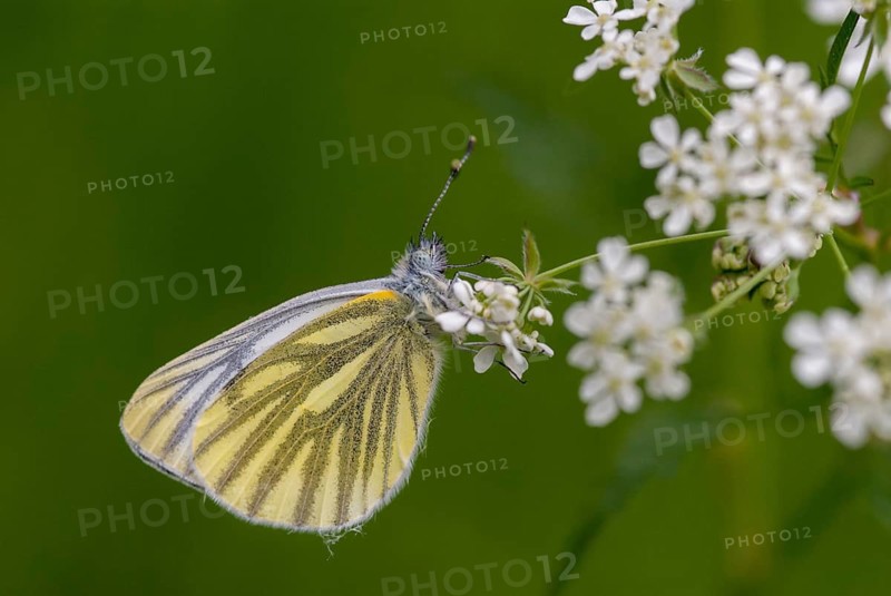 Green-veined white, green vein whitening, Pieris napi, rapeseed whitling, butterfly, insects, butterfly, butterflies