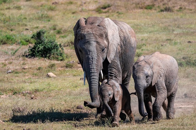 Herd of African elephants (Loxodonta africana) with young, Addo Elephant National Park, Eastern Cape, South Africa