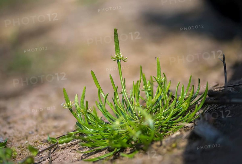 Buttercup family, mouse tail, myosurus minimus, mouse tail, ranunculaceae, dwarf mouse tail, flora, mousetail, plants, tiny mousetail