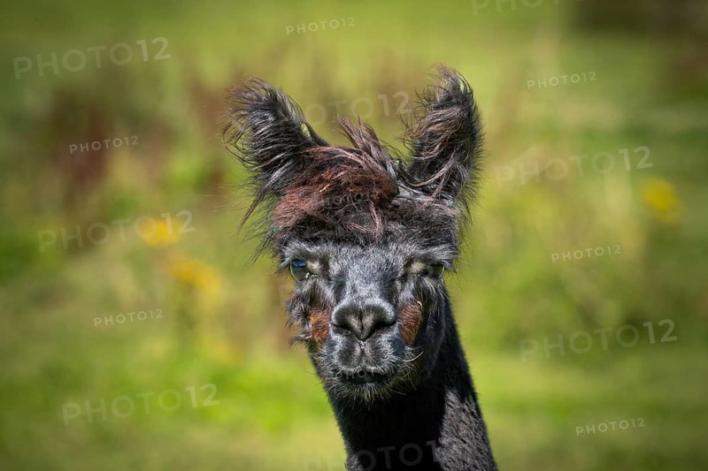 An alpaca with dark fur looks straight into the camera, surrounded by a green meadow, alpaca (Vicugna pacos), animal portrait, farm, captive, Denmark