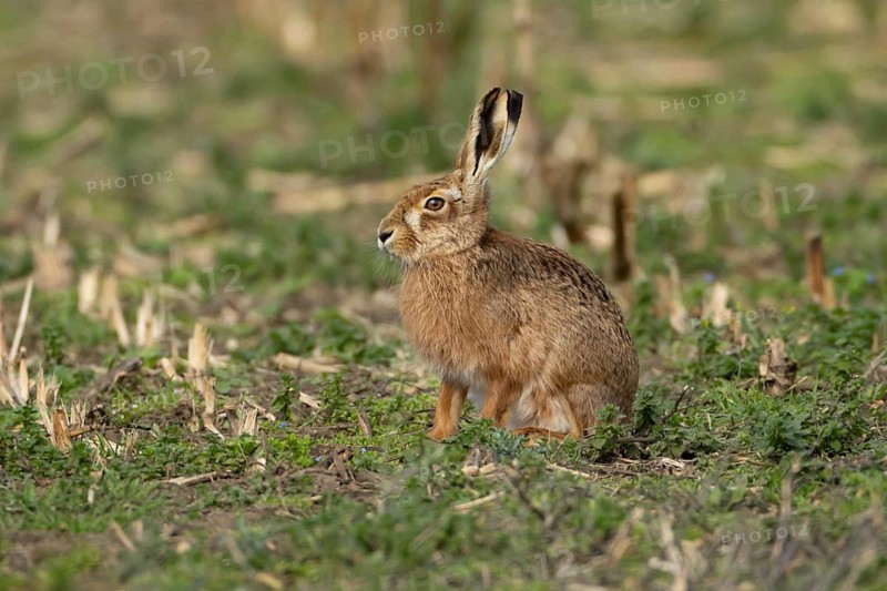 European brown hare (Lepus europaeus) adult animal in a farmland field, England, United Kingdom
